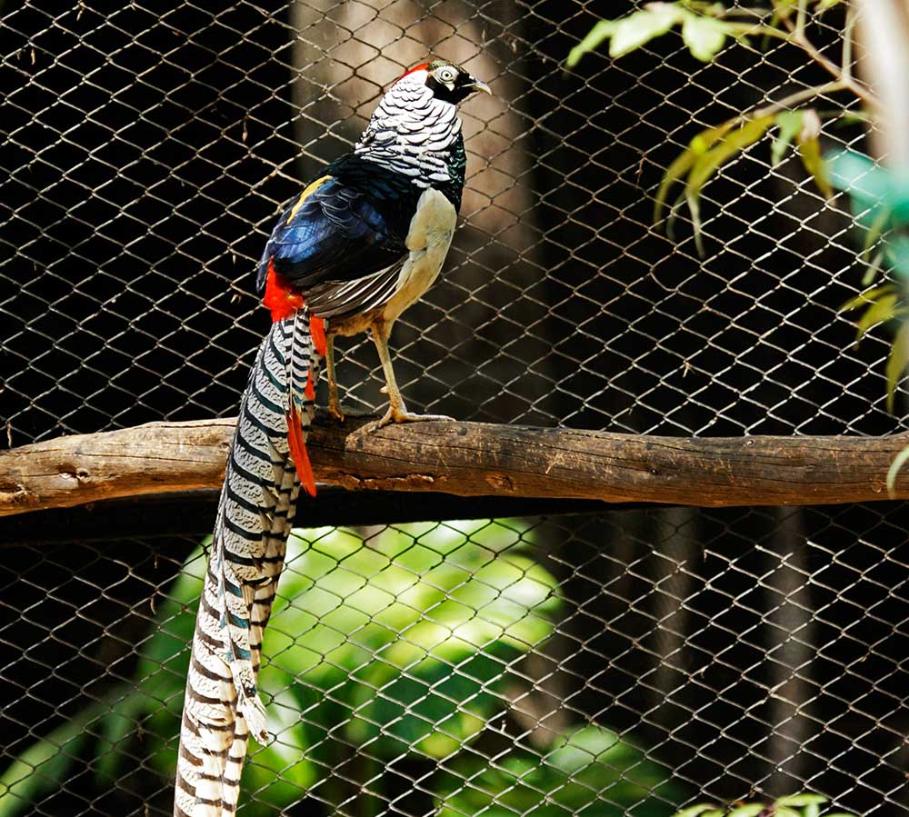 Lady Amherst's Pheasant
